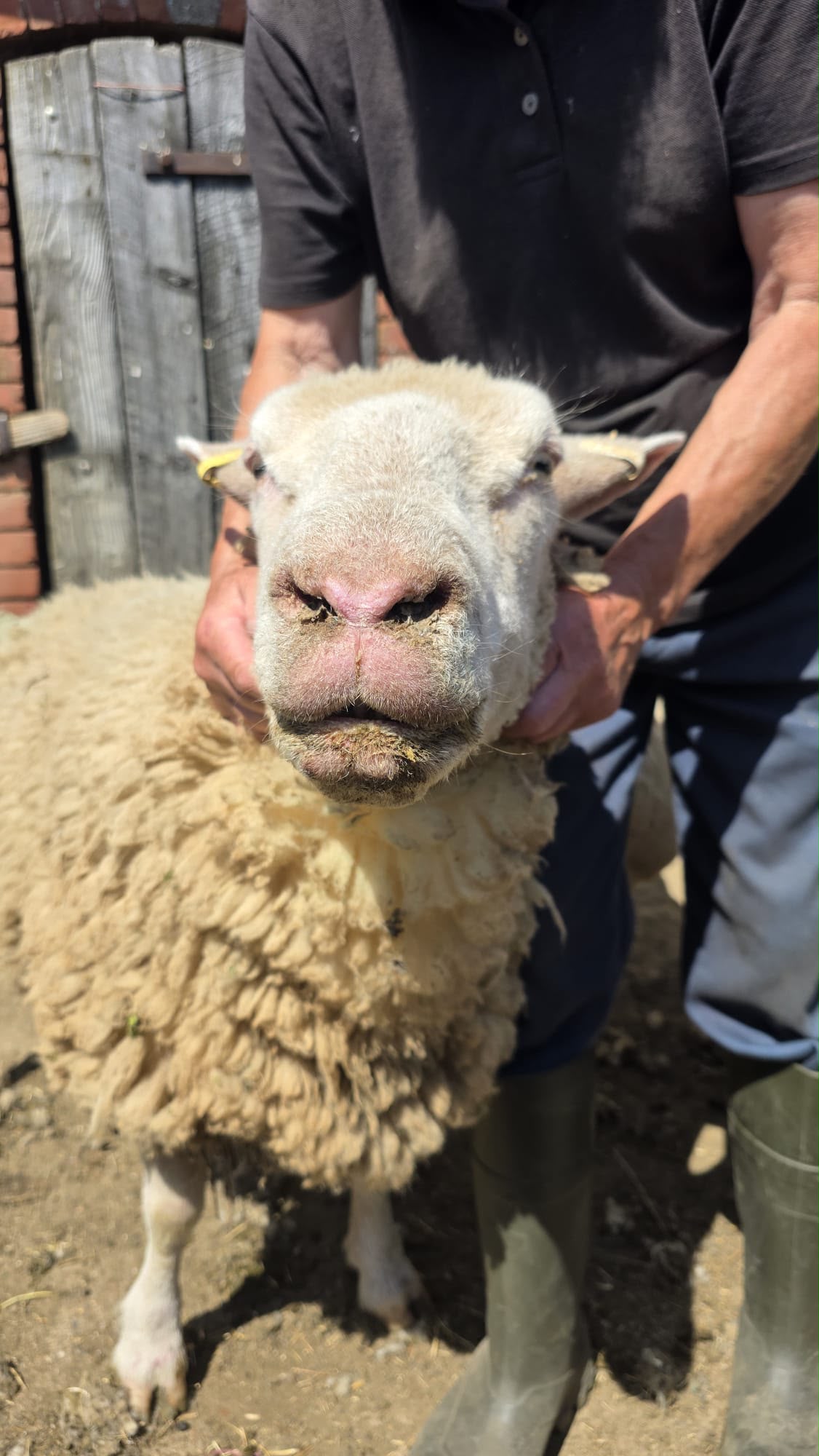 image of a sheep showing clinical signs of bluetongue.
Copyright to Torch Vets